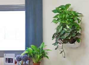 צמחים למשרד